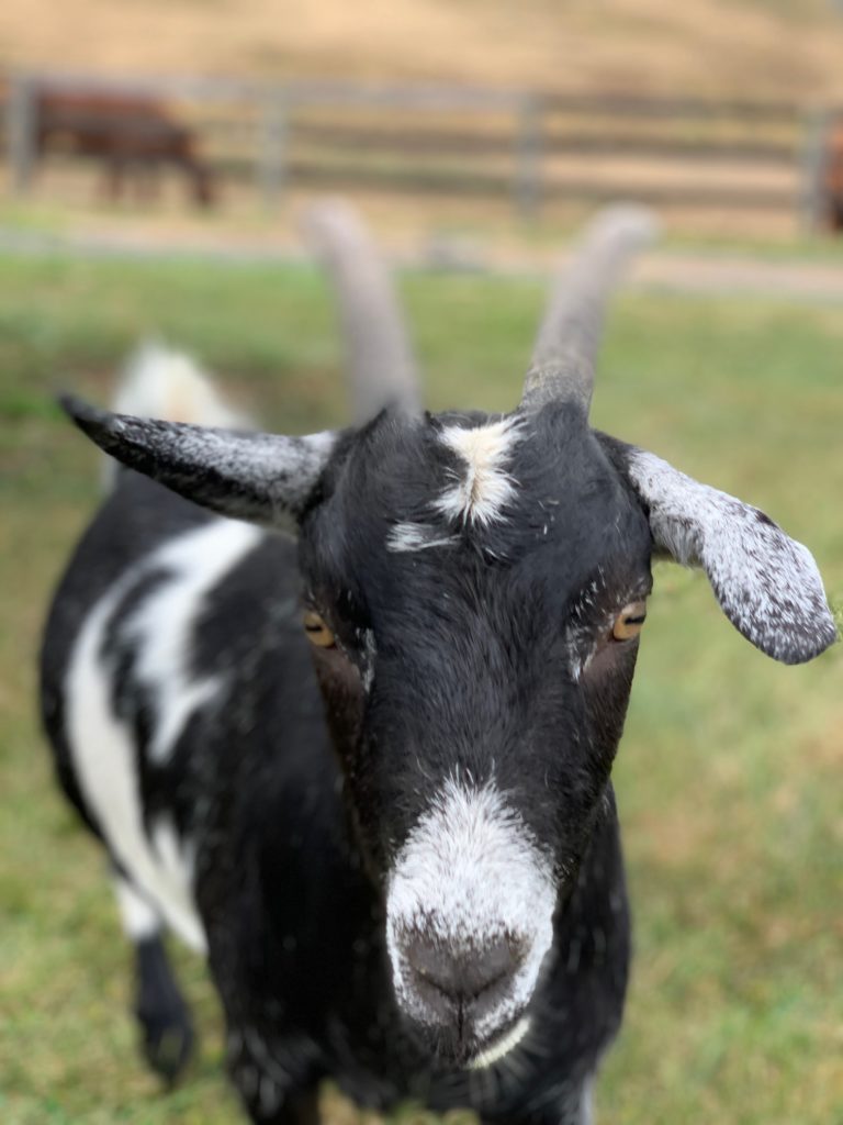 black and white goat on a farm with horses in the background