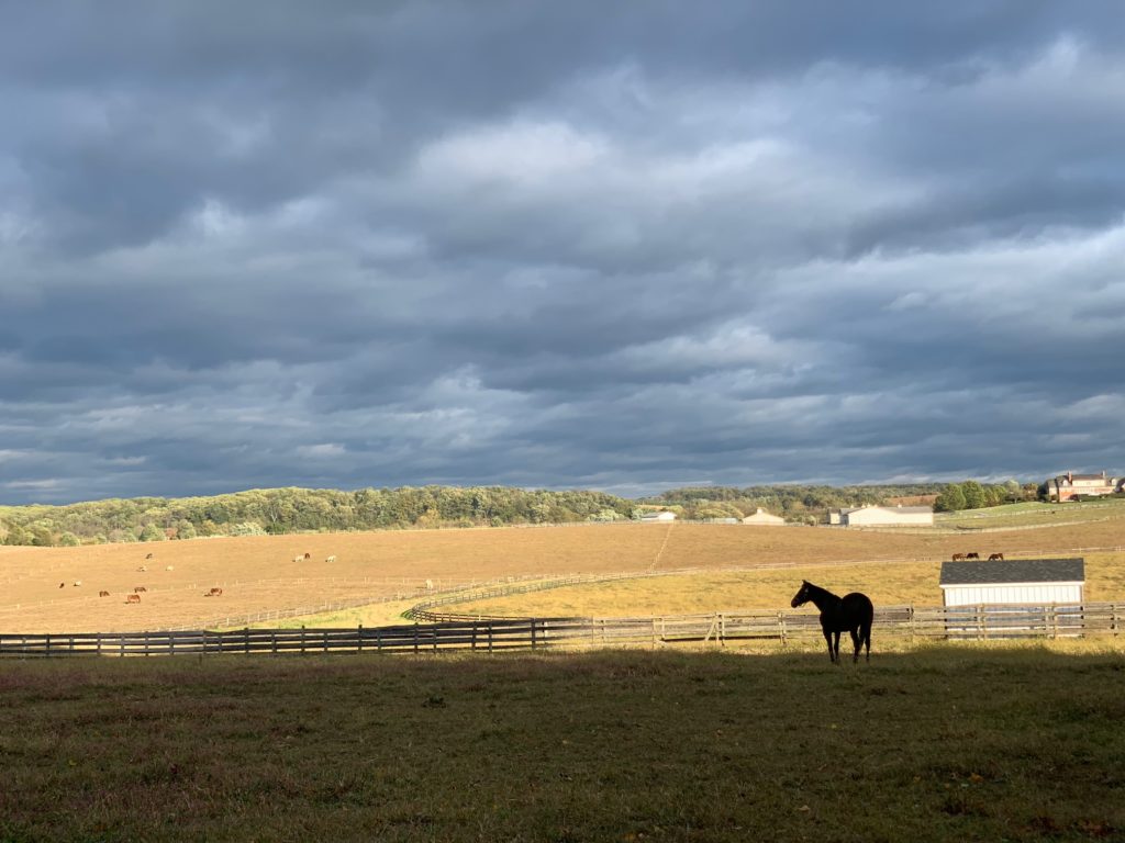 horse standing in a grassy field with dark clouds in the sky