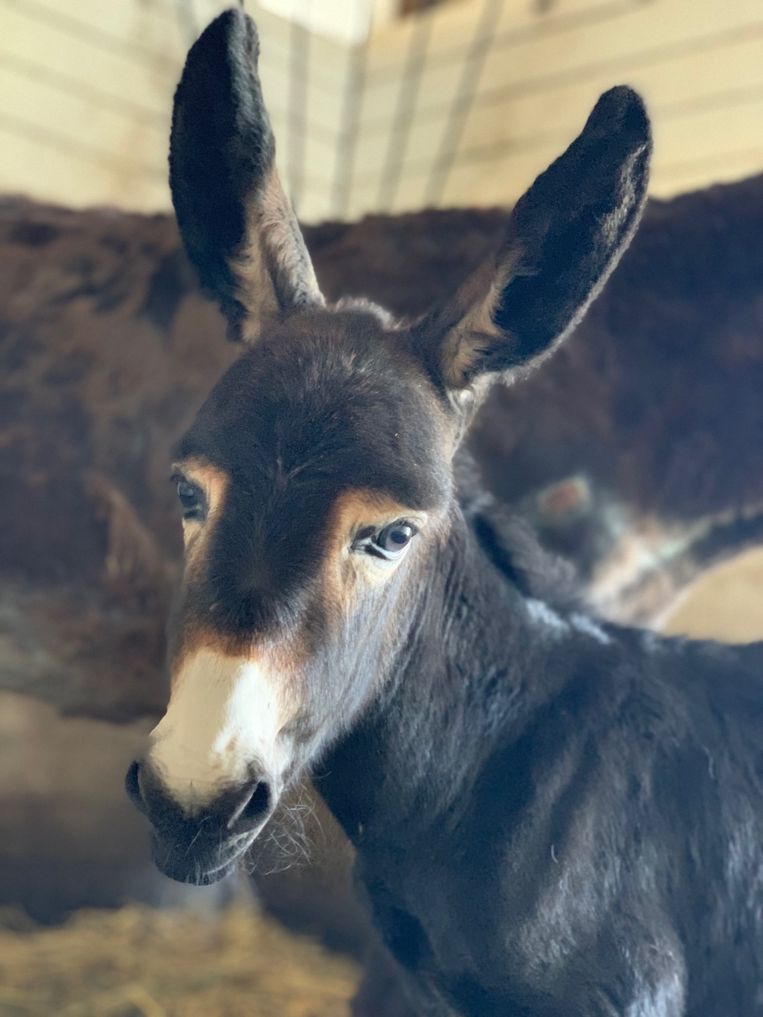 Violet, the baby donkey born at Foxie G.