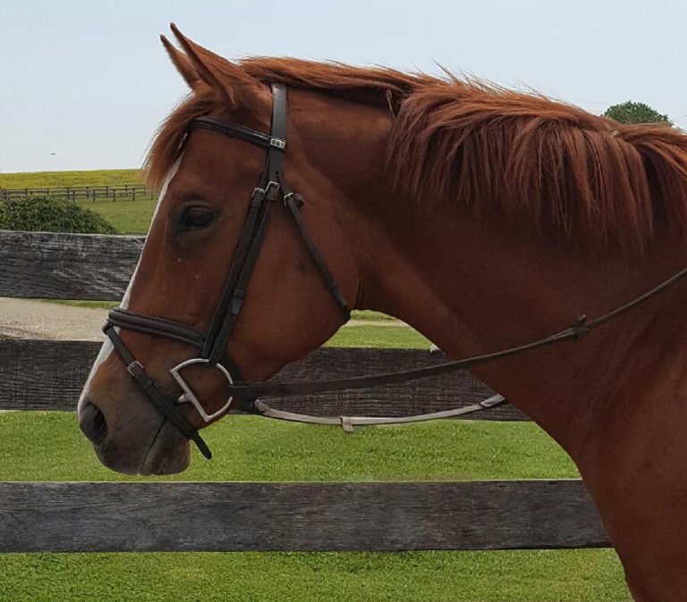 thoroughbred mare holly red rocket